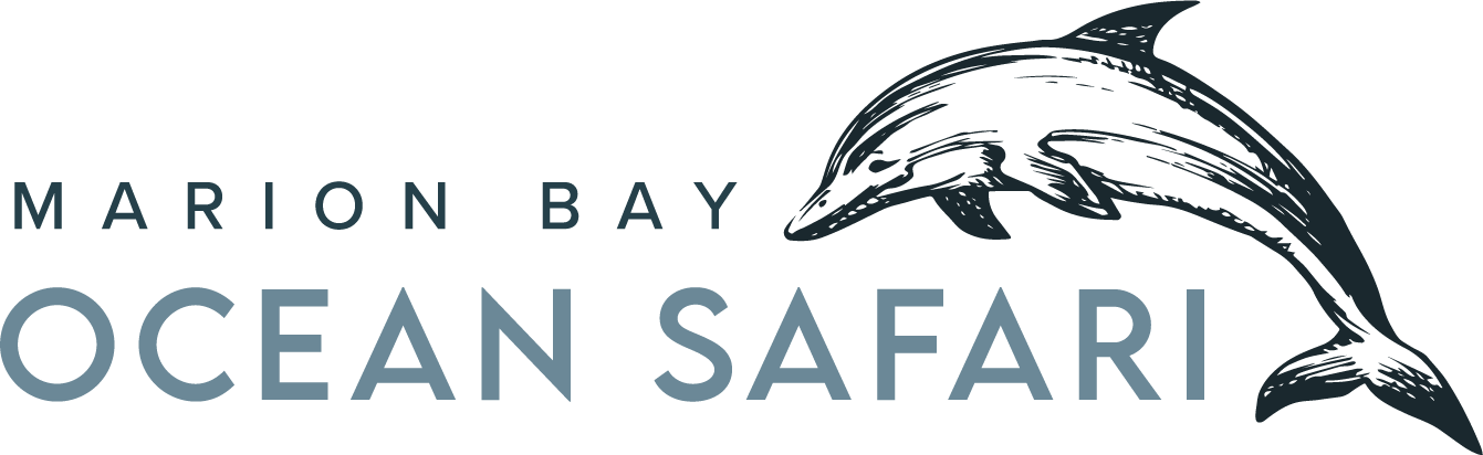 ocean safari marion bay