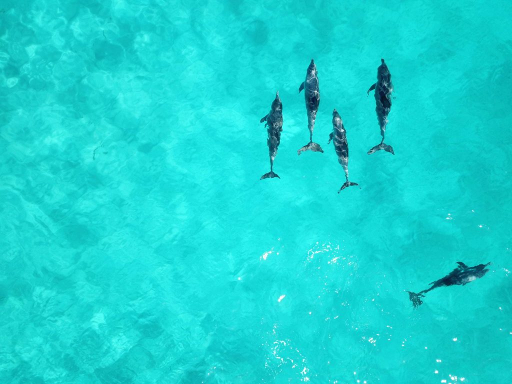 althorpe_island_dolphins