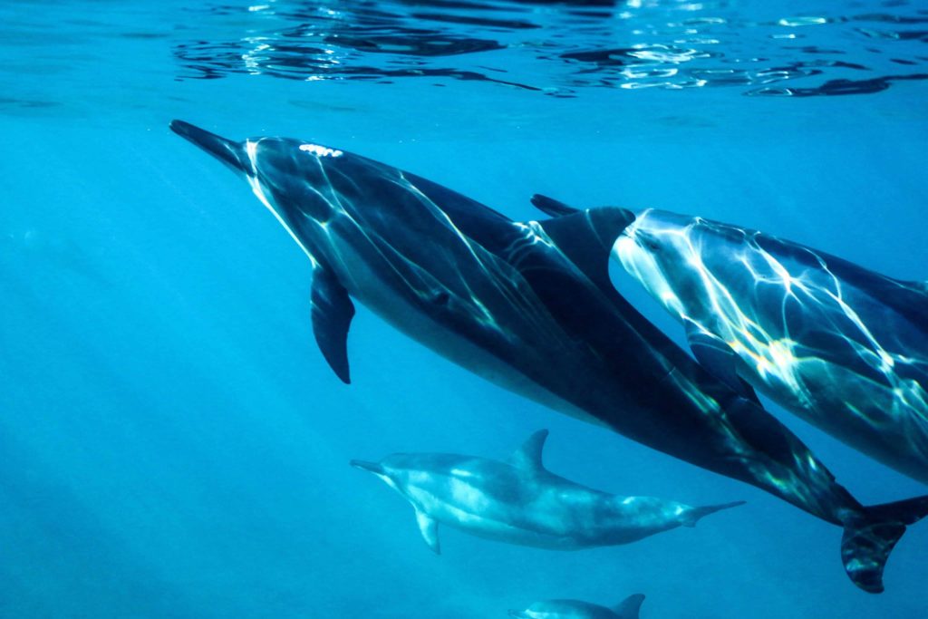 Pondalowie Bay Dolphins