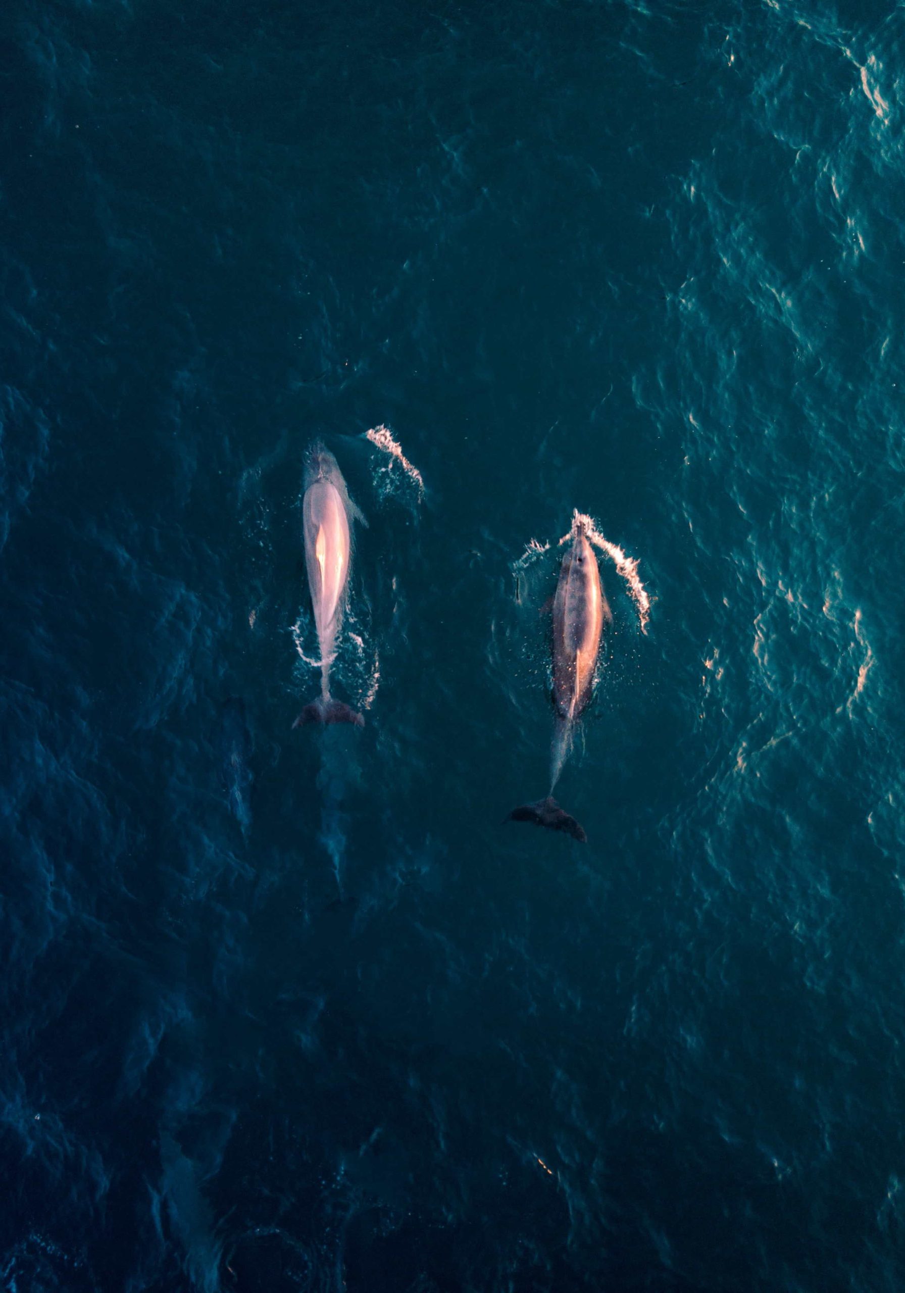 Dolphins Swimming Dolphins, Pondalowie Bay, Dhilba Guuranda-Innes National Park