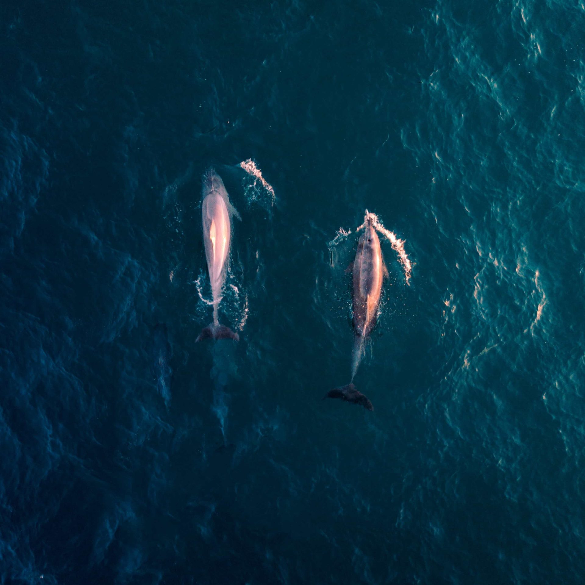 Dolphins, Pondalowie Bay, Dhilba Guuranda-Innes National Park